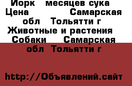 Йорк 6 месяцев сука › Цена ­ 12 000 - Самарская обл., Тольятти г. Животные и растения » Собаки   . Самарская обл.,Тольятти г.